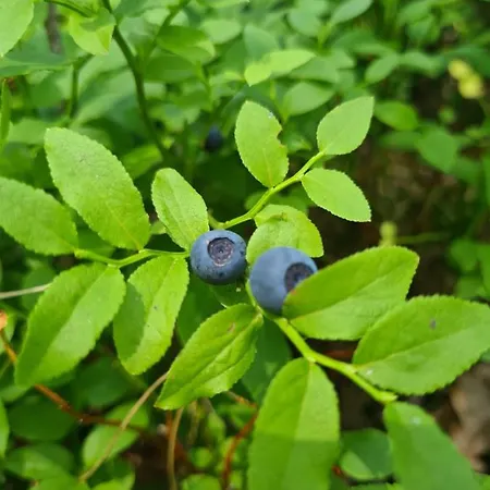 Prázdninový dům Cuda Wianki *