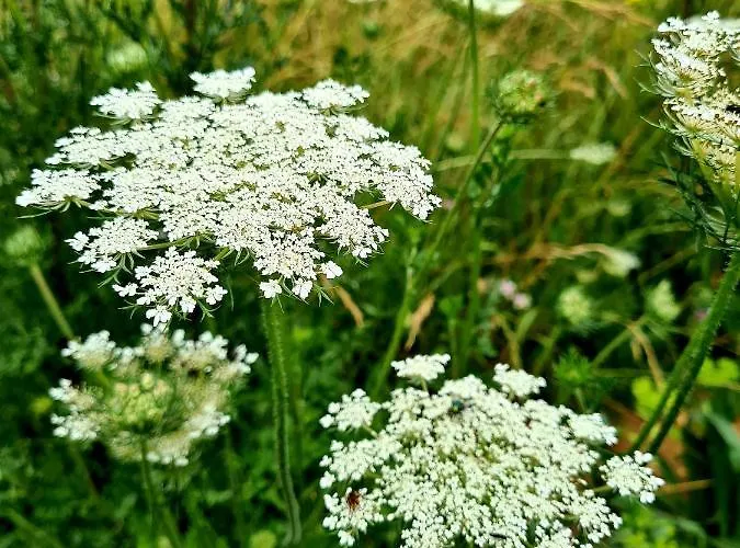 Cuda Wianki בית נופש *