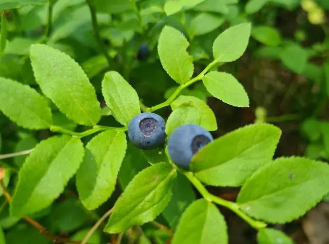 בית נופש Cuda Wianki *